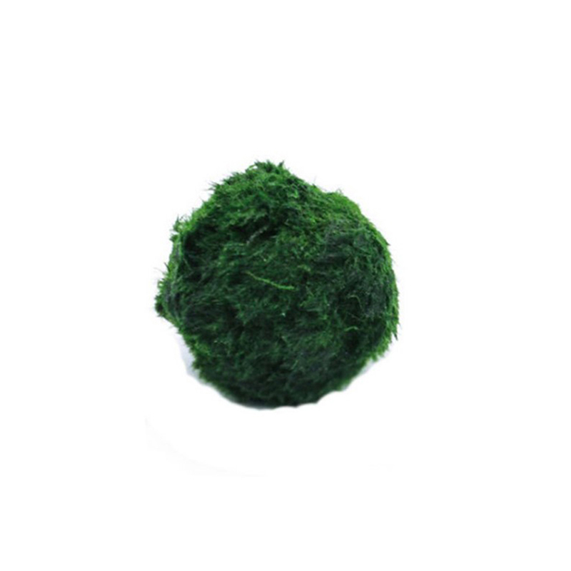 Planted Aquarium Maintenance - Marimo Mos Ballen Live Aquarium Plant