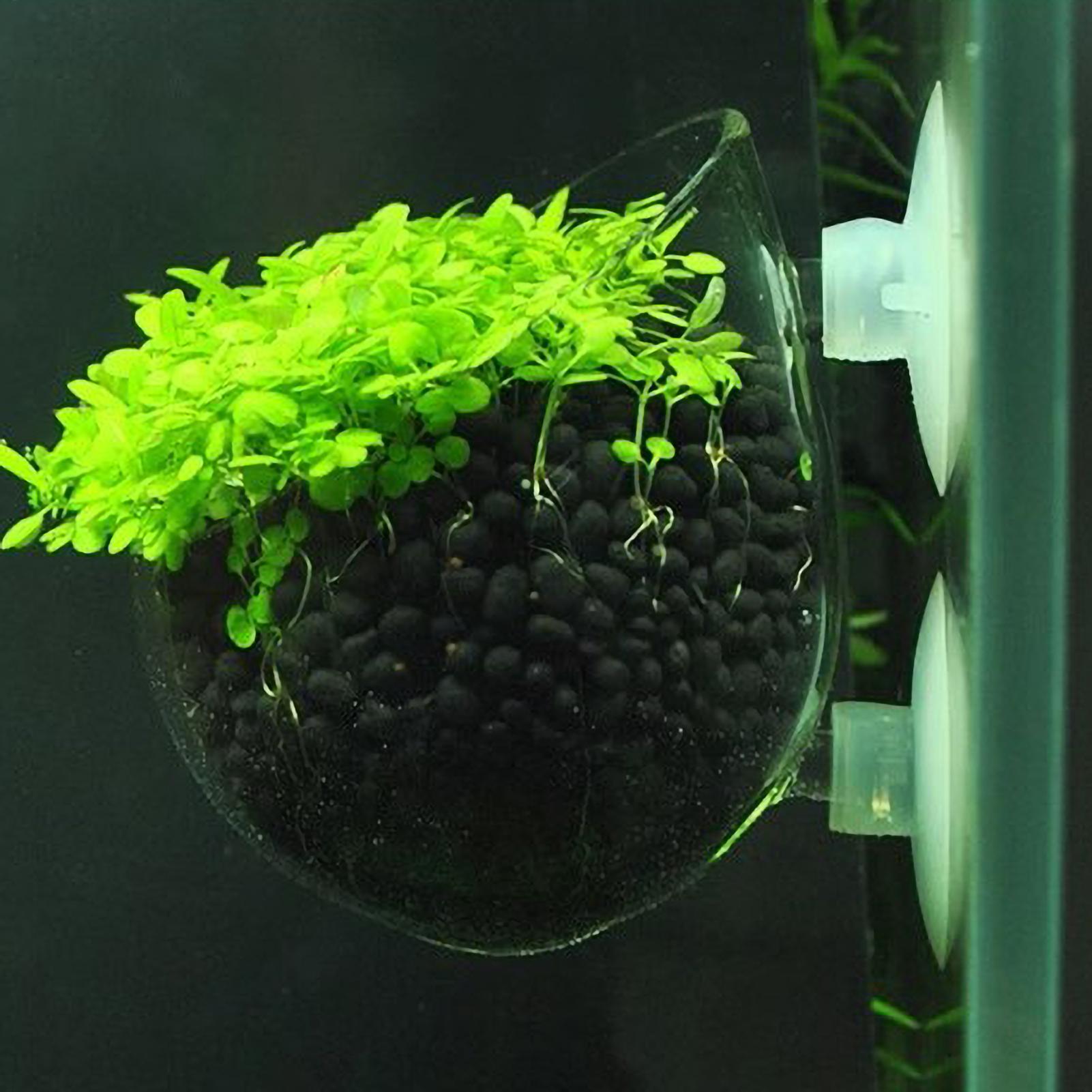 Aquariumplantenhouder Glazen A - Planted Aquarium Maintenance recensie en prijs