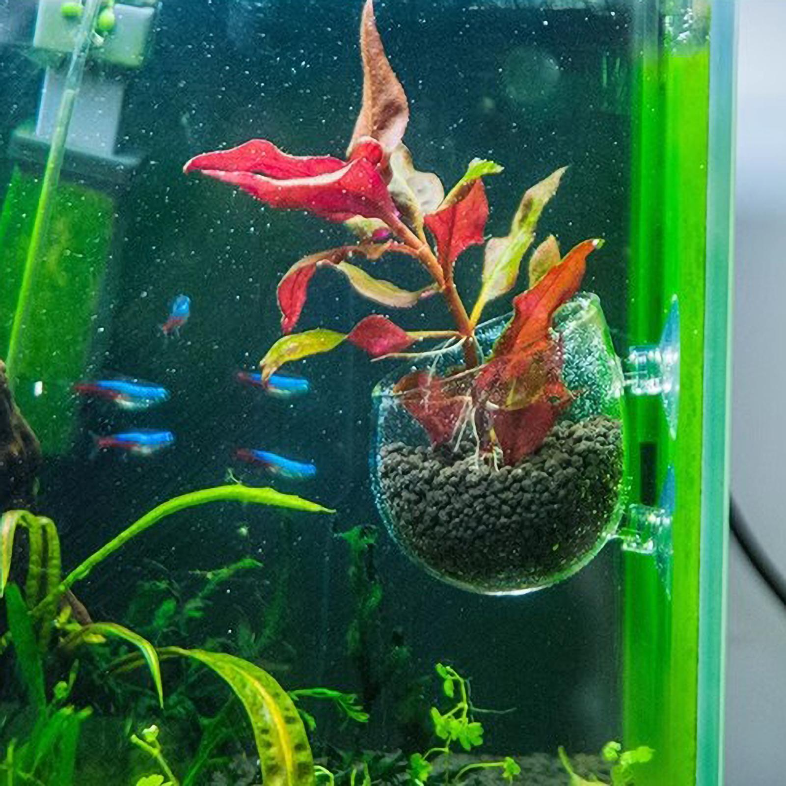 Aquariumplantenhouder Glazen A - Planted Aquarium Maintenance recensie en prijs