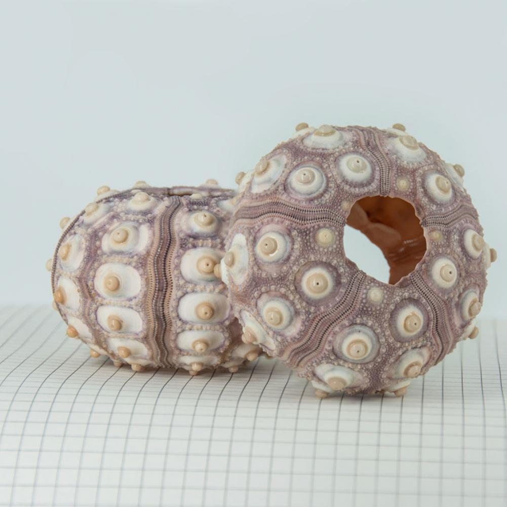 5 cm-6 cm Sea Shell Conch Orna - Planted Aquarium Air Stone recensie en prijs