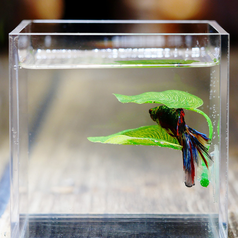 Rustende bladeren, kweekblader - Planted Aquarium Betta recensie en prijs
