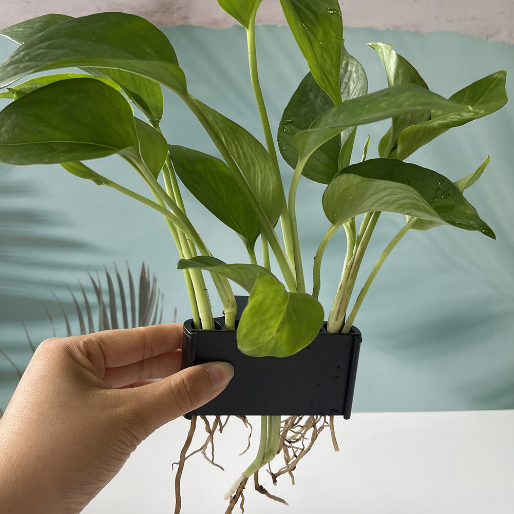 Aquariumplantenhouder met opha - Planted Aquarium Maintenance recensie en prijs
