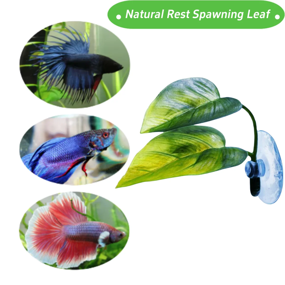 Huisdieren Aquarium Decor Bett - Planted Aquarium Betta recensie en prijs