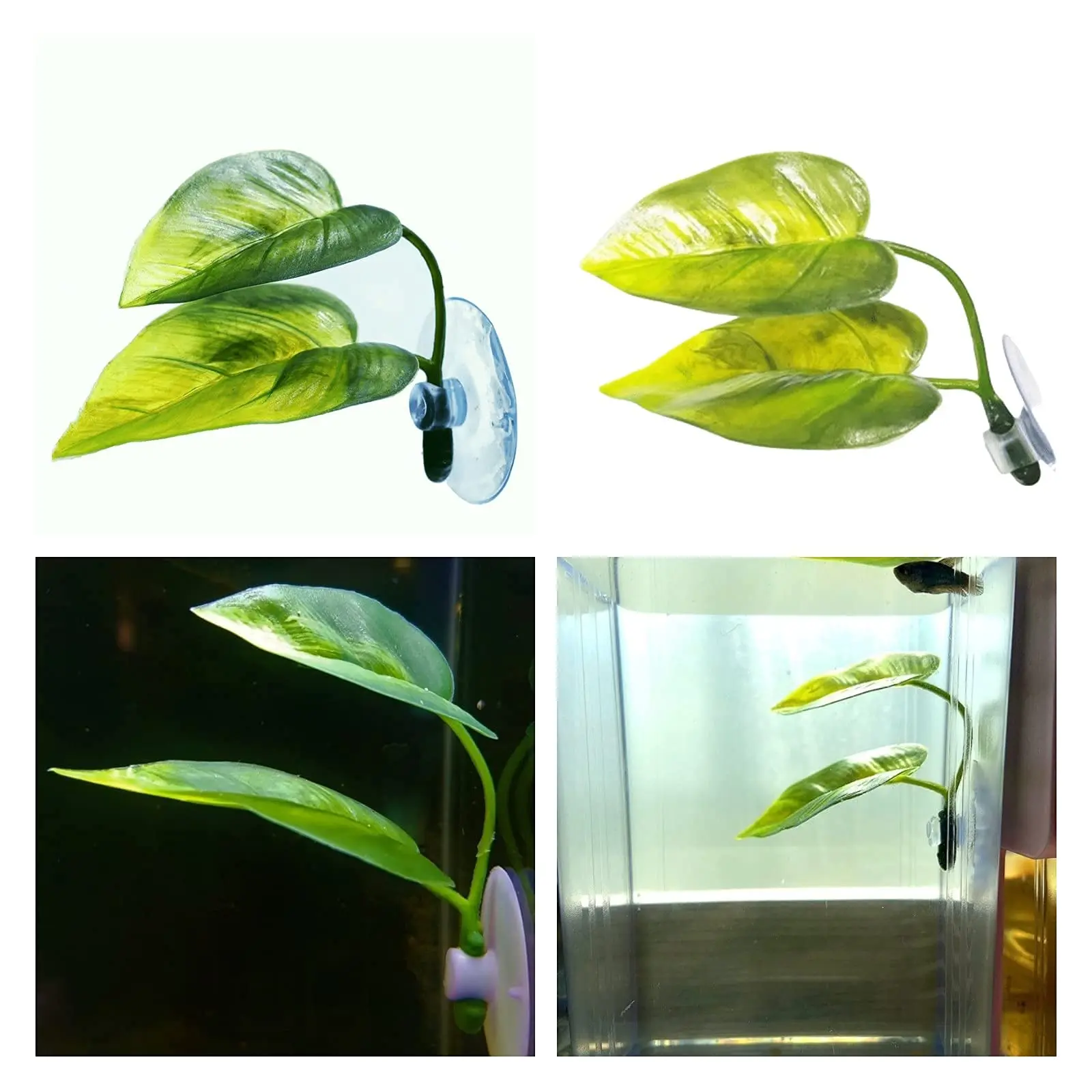 Huisdieren Aquarium Decor Bett - Planted Aquarium Betta recensie en prijs