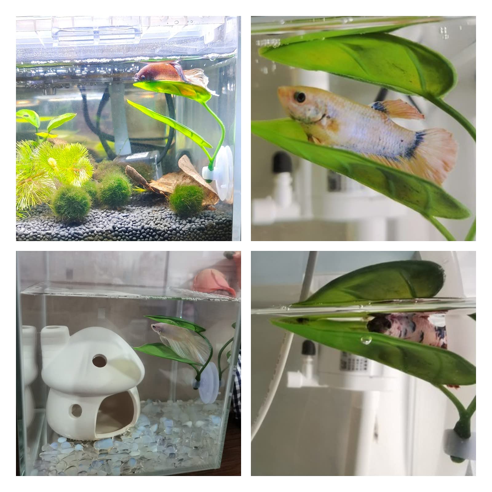 Huisdieren Aquarium Decor Bett - Planted Aquarium Betta recensie en prijs