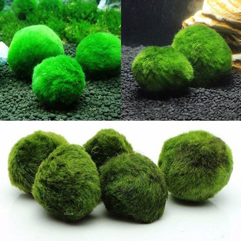 Marimo Mos Ballen Live Aquariu - Planted Aquarium Maintenance recensie en prijs