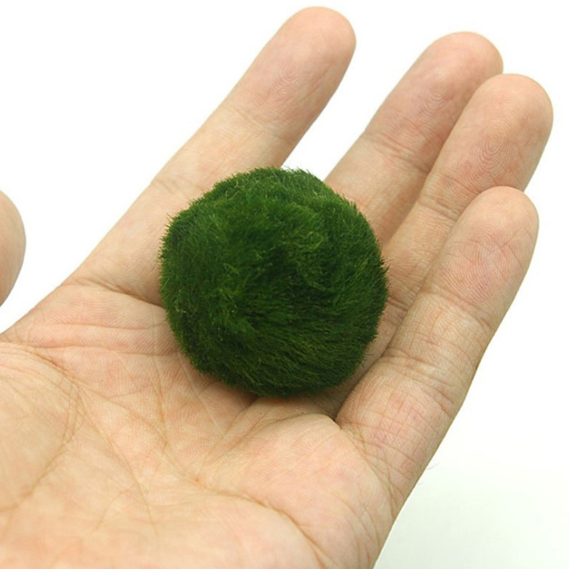 Marimo Mos Ballen Live Aquariu - Planted Aquarium Maintenance recensie en prijs