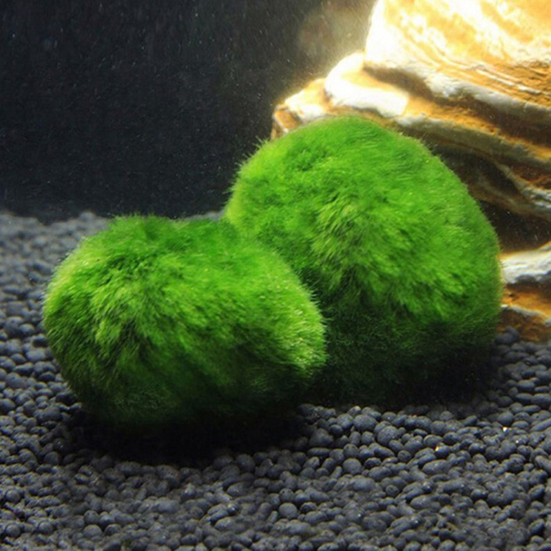 Marimo Mos Ballen Live Aquariu - Planted Aquarium Maintenance recensie en prijs